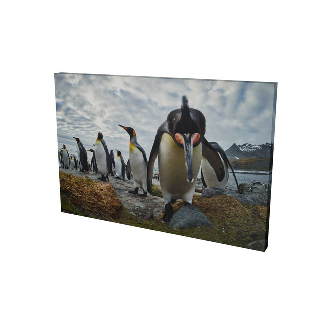 King Penguin Greeting, Gold Harbour, South Georgia