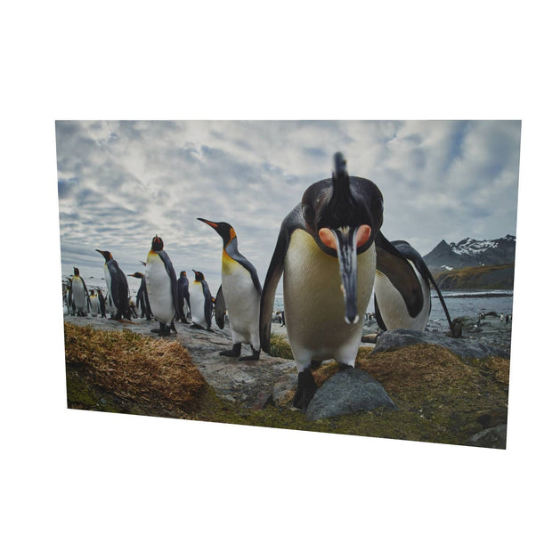 King Penguin Greeting, Gold Harbour, South Georgia
