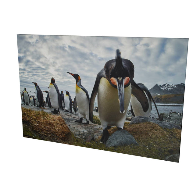 King Penguin Greeting, Gold Harbour, South Georgia