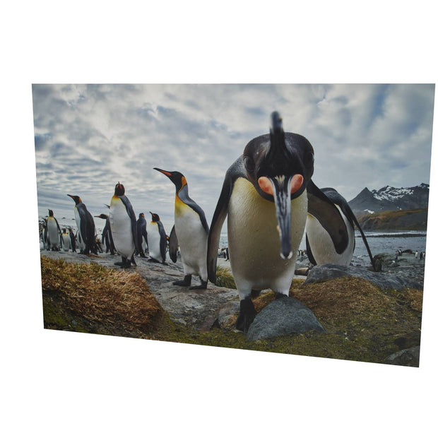 King Penguin Greeting, Gold Harbour, South Georgia