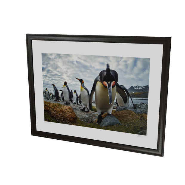 King Penguin Greeting, Gold Harbour, South Georgia