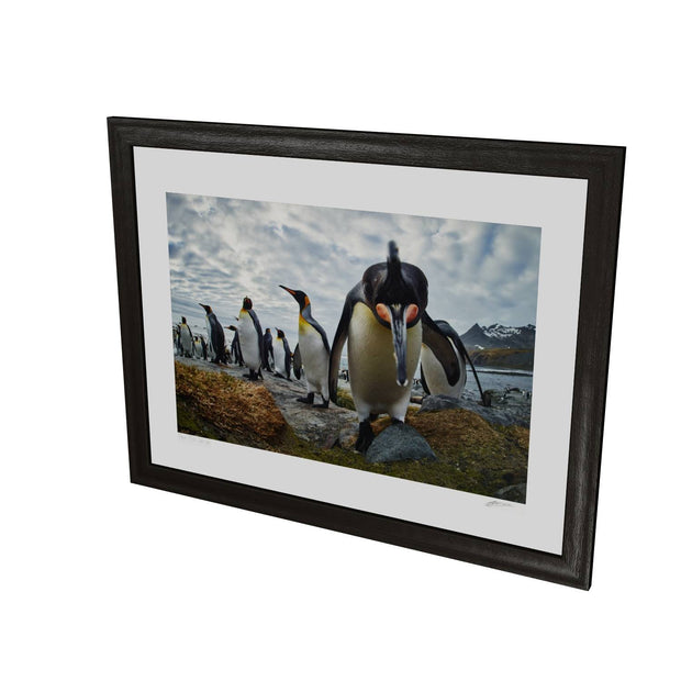 King Penguin Greeting, Gold Harbour, South Georgia