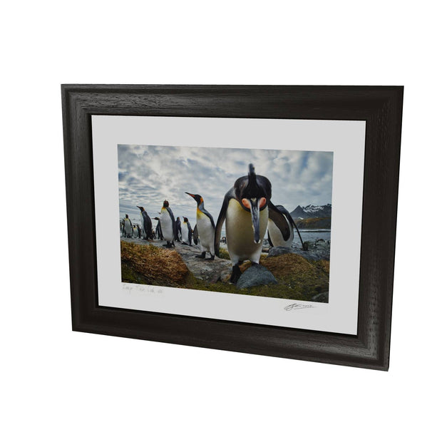 King Penguin Greeting, Gold Harbour, South Georgia