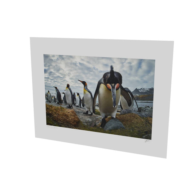 King Penguin Greeting, Gold Harbour, South Georgia