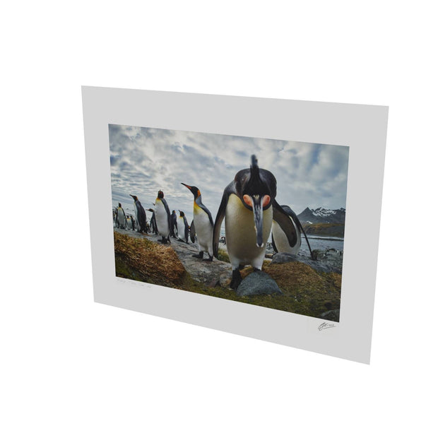 King Penguin Greeting, Gold Harbour, South Georgia