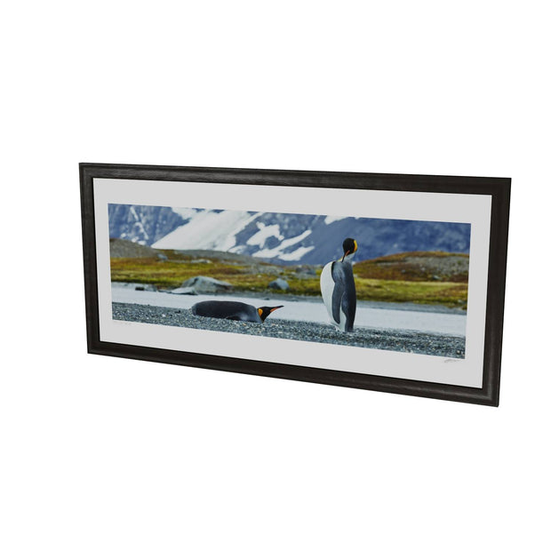 Penguin Pair, King Haakon Bay, South Georgia