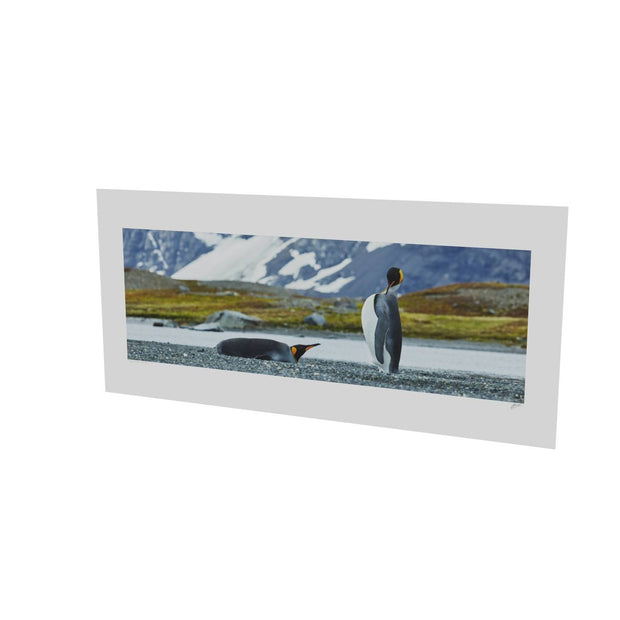 Penguin Pair, King Haakon Bay, South Georgia