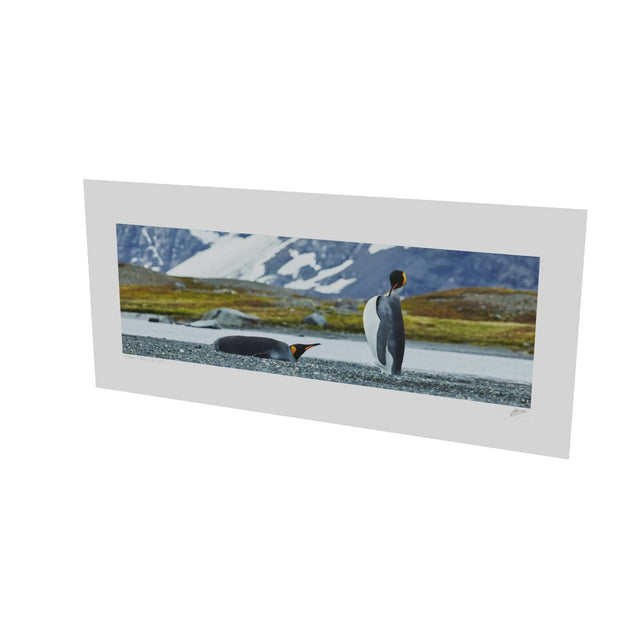 Penguin Pair, King Haakon Bay, South Georgia