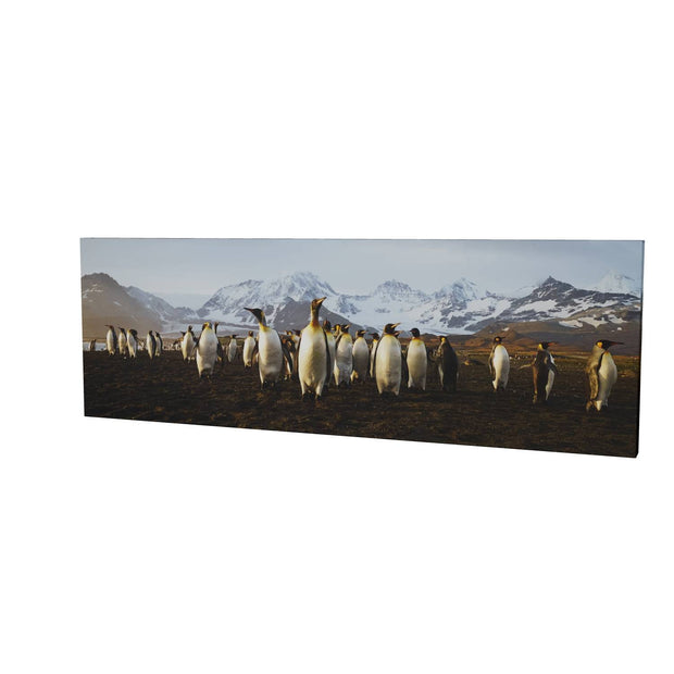 The March of the Penguins, St. Andrew's Bay, South Georgia - Fine Art Print