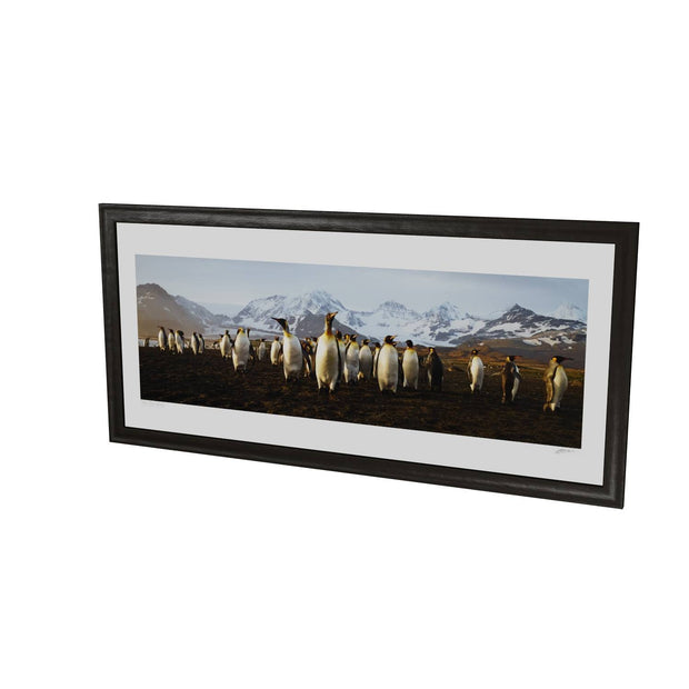 The March of the Penguins, St. Andrew's Bay, South Georgia - Fine Art Print