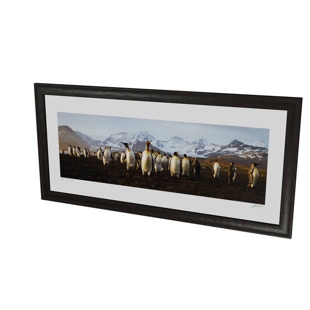 The March of the Penguins, St. Andrew's Bay, South Georgia - Fine Art Print
