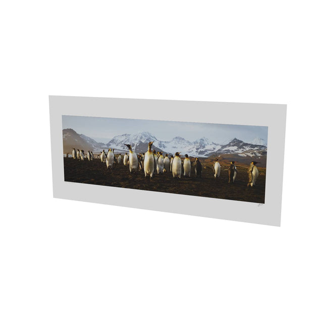 The March of the Penguins, St. Andrew's Bay, South Georgia - Fine Art Print