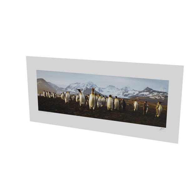 The March of the Penguins, St. Andrew's Bay, South Georgia - Fine Art Print
