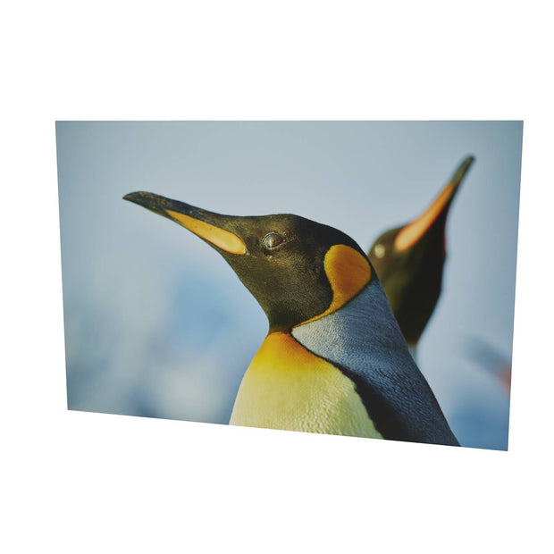 Penguin Reflections, St. Andrew's Bay, South Georgia - Fine Art Print