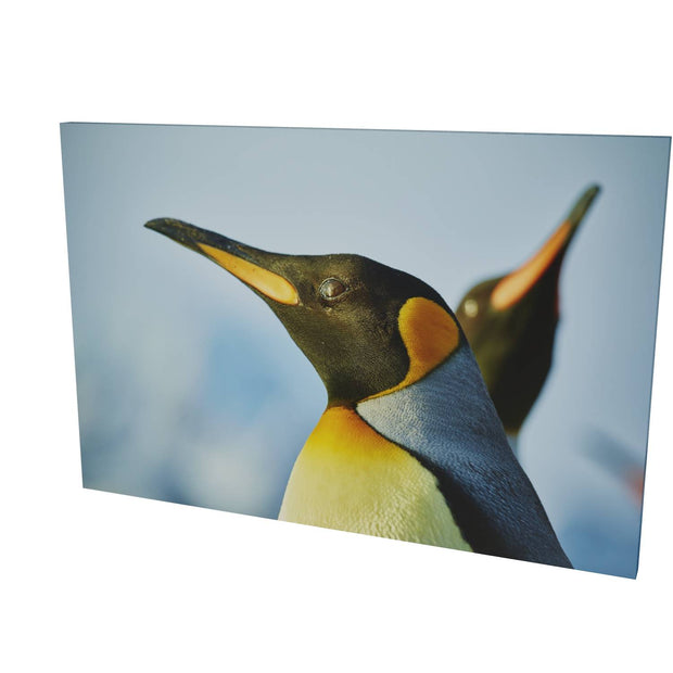 Penguin Reflections, St. Andrew's Bay, South Georgia - Fine Art Print