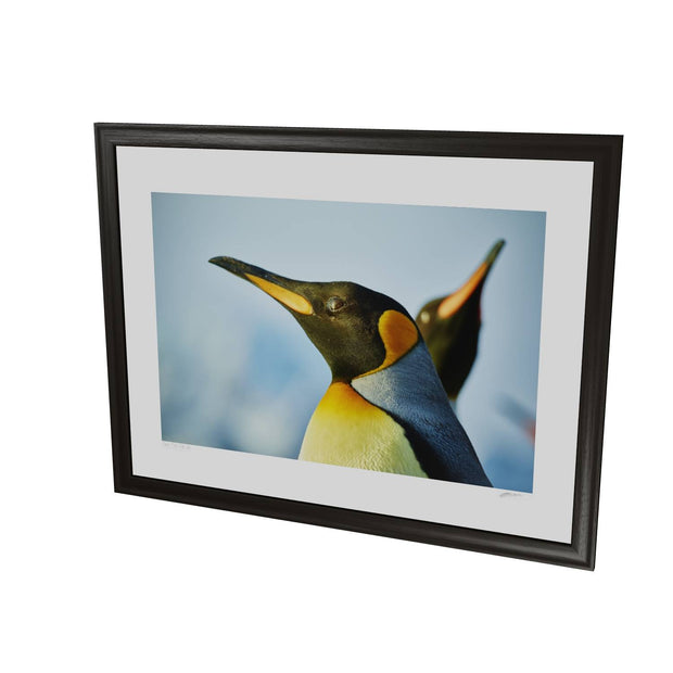 Penguin Reflections, St. Andrew's Bay, South Georgia - Fine Art Print