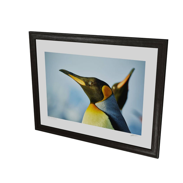 Penguin Reflections, St. Andrew's Bay, South Georgia - Fine Art Print