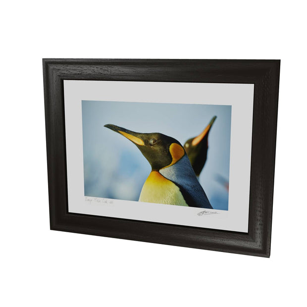 Penguin Reflections, St. Andrew's Bay, South Georgia - Fine Art Print