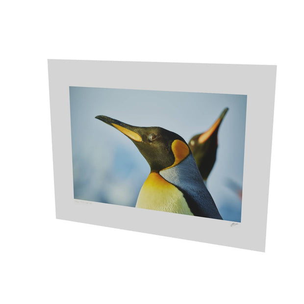 Penguin Reflections, St. Andrew's Bay, South Georgia - Fine Art Print