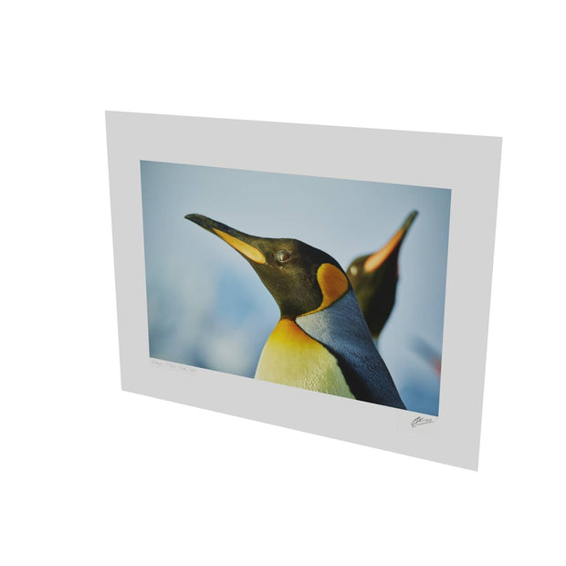 Penguin Reflections, St. Andrew's Bay, South Georgia - Fine Art Print