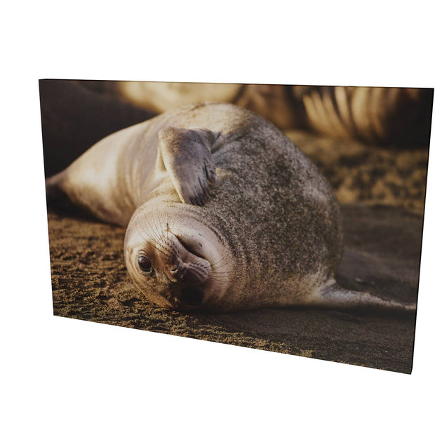 Elephant Seal Weaner, St. Andrew's Bay, South Georgia