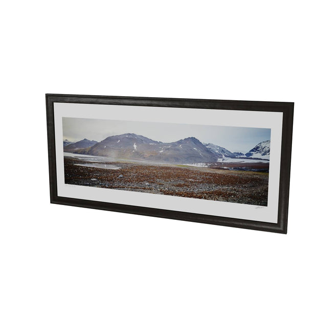 King Penguin Colony, St. Andrew's Bay, South Georgia - Fine Art Print
