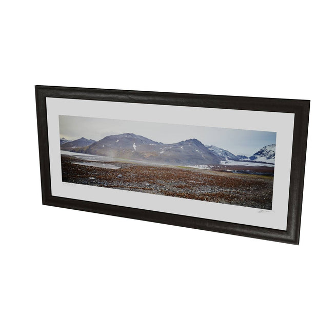 King Penguin Colony, St. Andrew's Bay, South Georgia - Fine Art Print