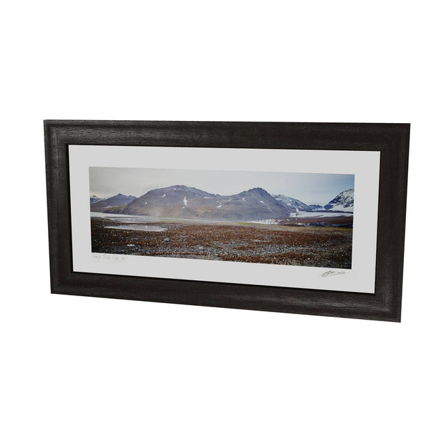 King Penguin Colony, St. Andrew's Bay, South Georgia - Fine Art Print
