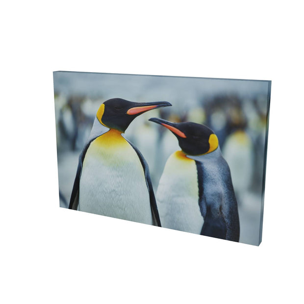 The Sly Eye, South Georgia - Fine Art Print