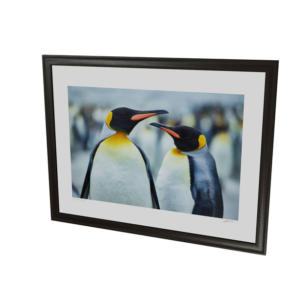 The Sly Eye, South Georgia - Fine Art Print