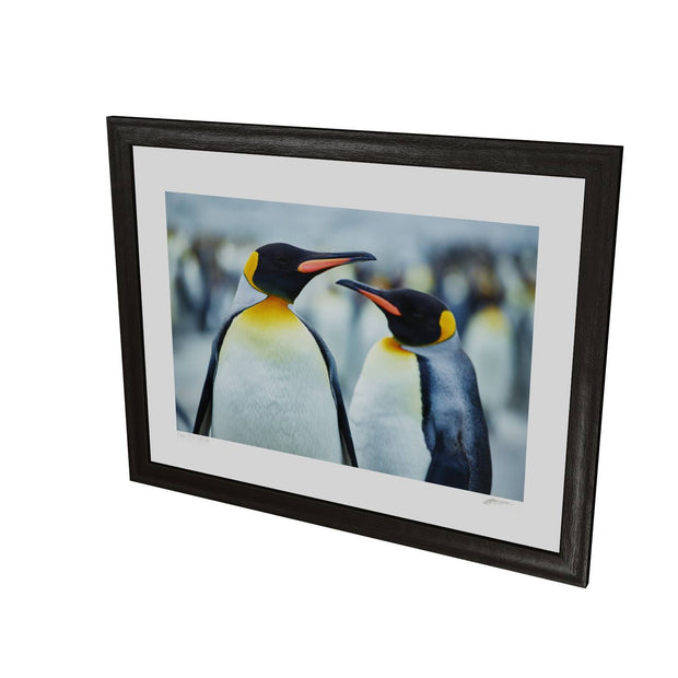 The Sly Eye, South Georgia - Fine Art Print
