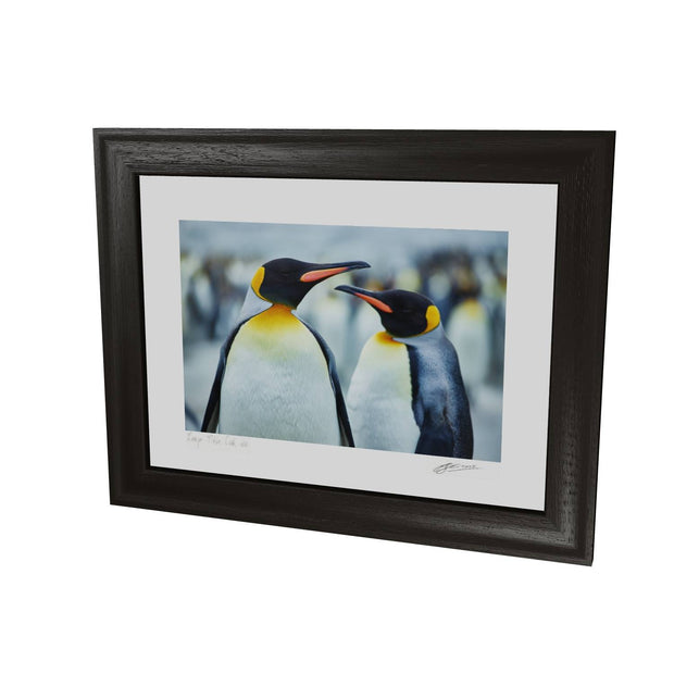The Sly Eye, South Georgia - Fine Art Print