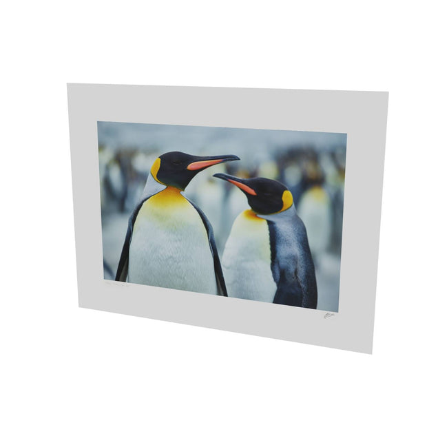 The Sly Eye, South Georgia - Fine Art Print