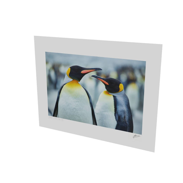 The Sly Eye, South Georgia - Fine Art Print