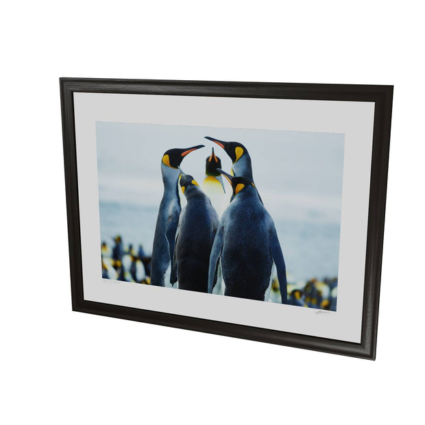 Penguin Conference, Gold Harbour, South Georgia - Fine Art Print