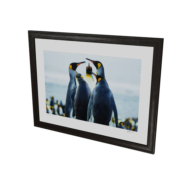 Penguin Conference, Gold Harbour, South Georgia - Fine Art Print