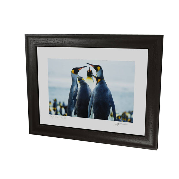Penguin Conference, Gold Harbour, South Georgia - Fine Art Print