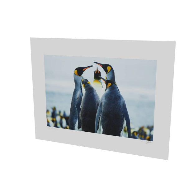 Penguin Conference, Gold Harbour, South Georgia - Fine Art Print