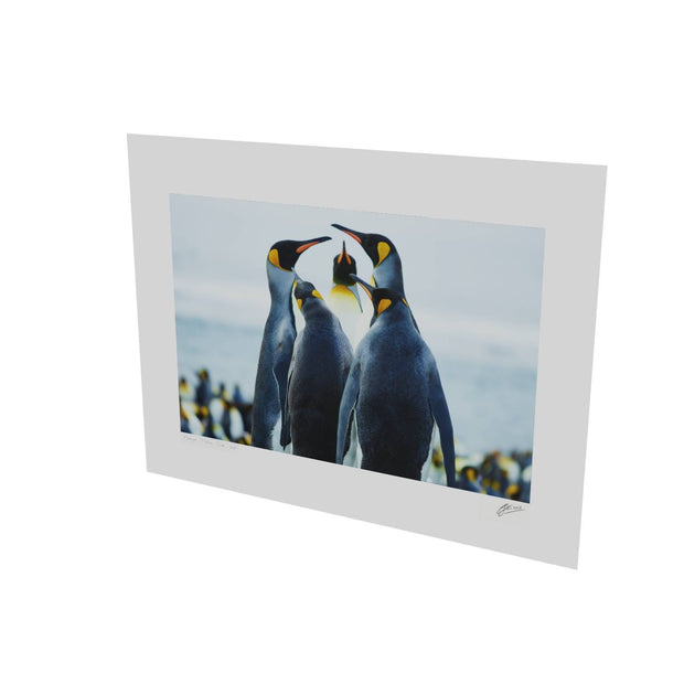 Penguin Conference, Gold Harbour, South Georgia - Fine Art Print