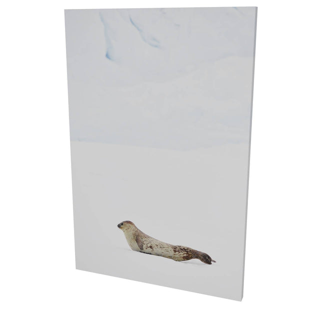 Weddel Seal, Portal Point, Antarctic Peninsula