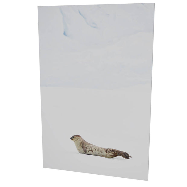 Weddel Seal, Portal Point, Antarctic Peninsula