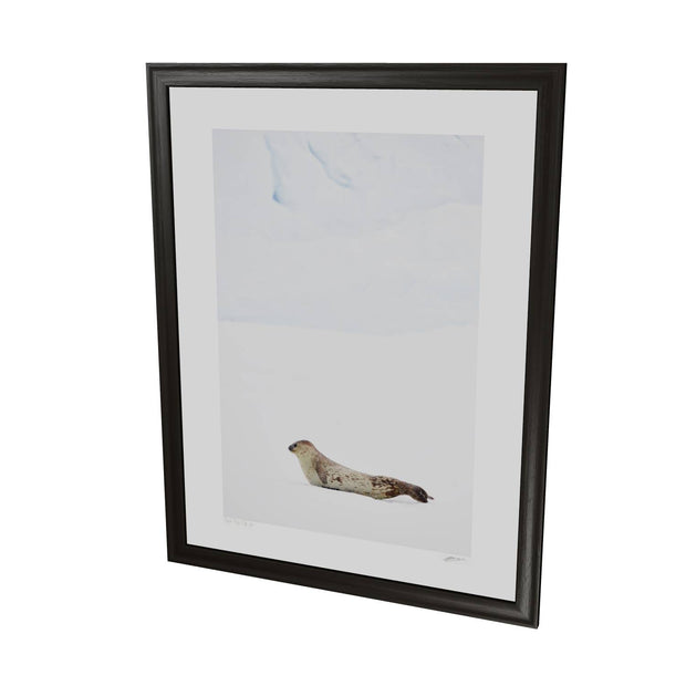 Weddel Seal, Portal Point, Antarctic Peninsula