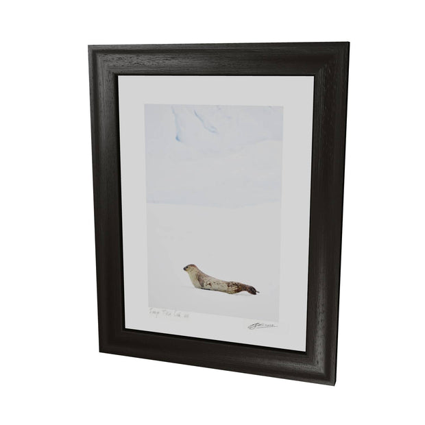 Weddel Seal, Portal Point, Antarctic Peninsula