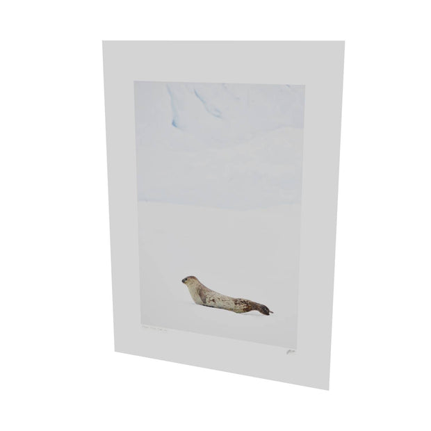 Weddel Seal, Portal Point, Antarctic Peninsula