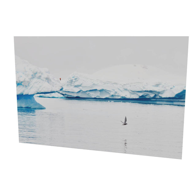 Antarctic Tern, Cuverville Island, Antarctic Peninsula