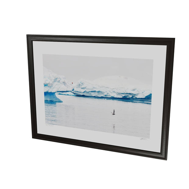 Antarctic Tern, Cuverville Island, Antarctic Peninsula