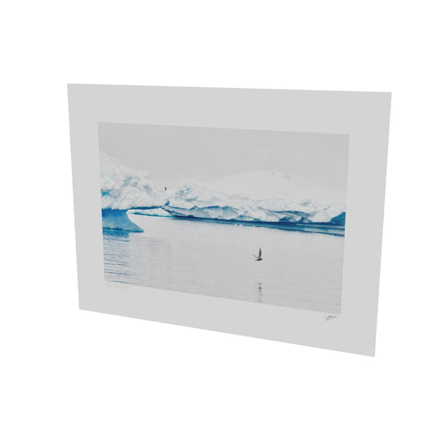 Antarctic Tern, Cuverville Island, Antarctic Peninsula