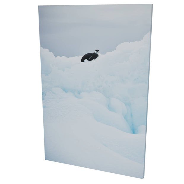Chinstrap Penguin on Iceberg, Cuverville Island, Antarctic Peninsula