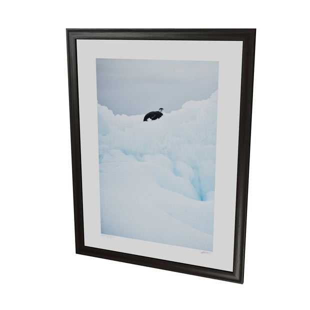 Chinstrap Penguin on Iceberg, Cuverville Island, Antarctic Peninsula