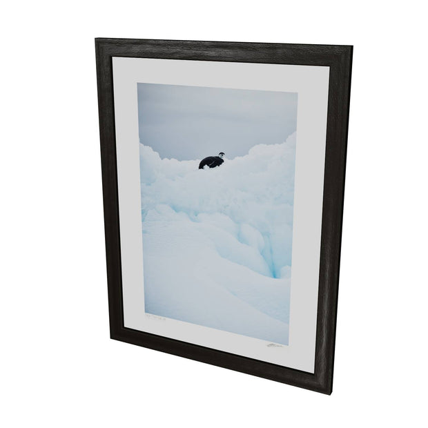 Chinstrap Penguin on Iceberg, Cuverville Island, Antarctic Peninsula